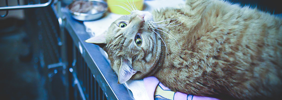 Alimentos-toxicos-gatos