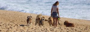 Cómo-tengo-que-educar-a-mi-perro-etologia