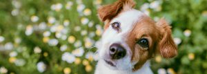 reacciones alérgicas en los animales