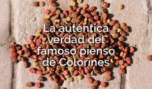 La auténtica verdad del famoso pienso de colorines para colonias felinas