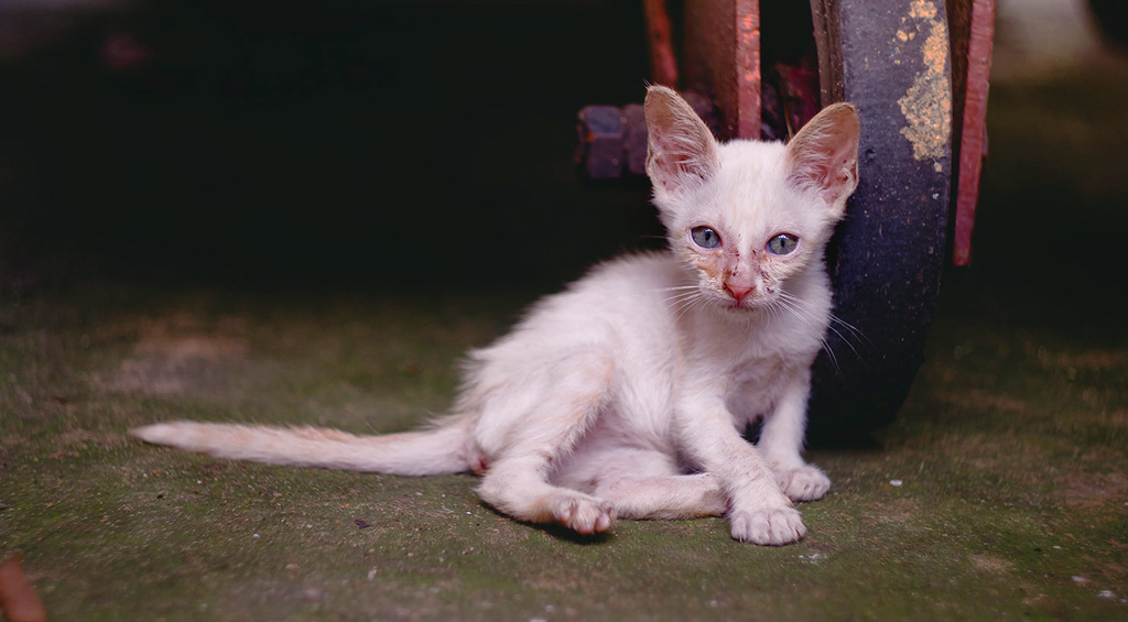 Los piensos de baja calidad contienen grasas insuficientes para los gatos que viven en la calle Un felino de colonia que vive expuesto a virus, inclemencias del tiempo, frío, lluvia y estrés, necesita para sobrevivir con un óptimo estado de salud, un mínimo de 17 a 20% de grasa