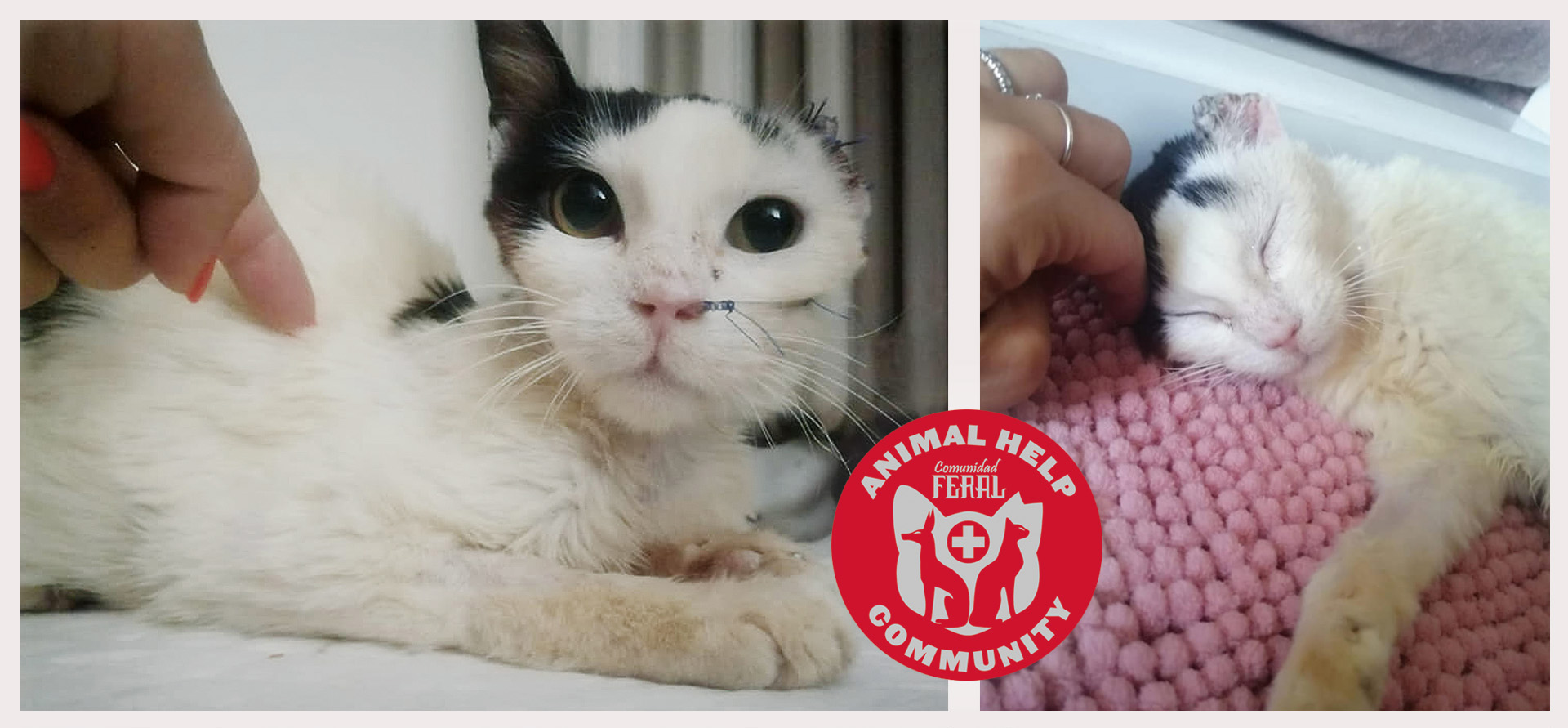 cuidados veterinarios para Bella