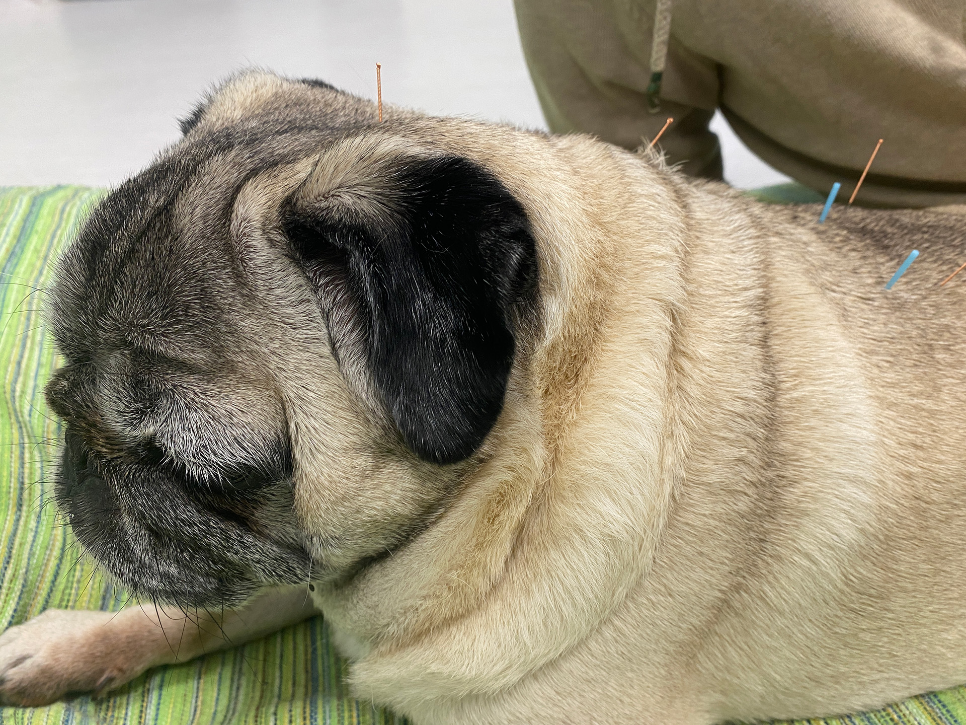 acupuntura con calor perros