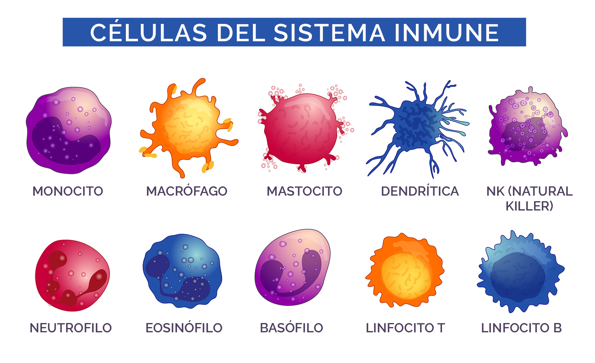 Células sistema inmunitario de los animales