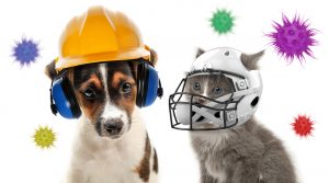 Cómo fortalecer las defensas de perros y gatos