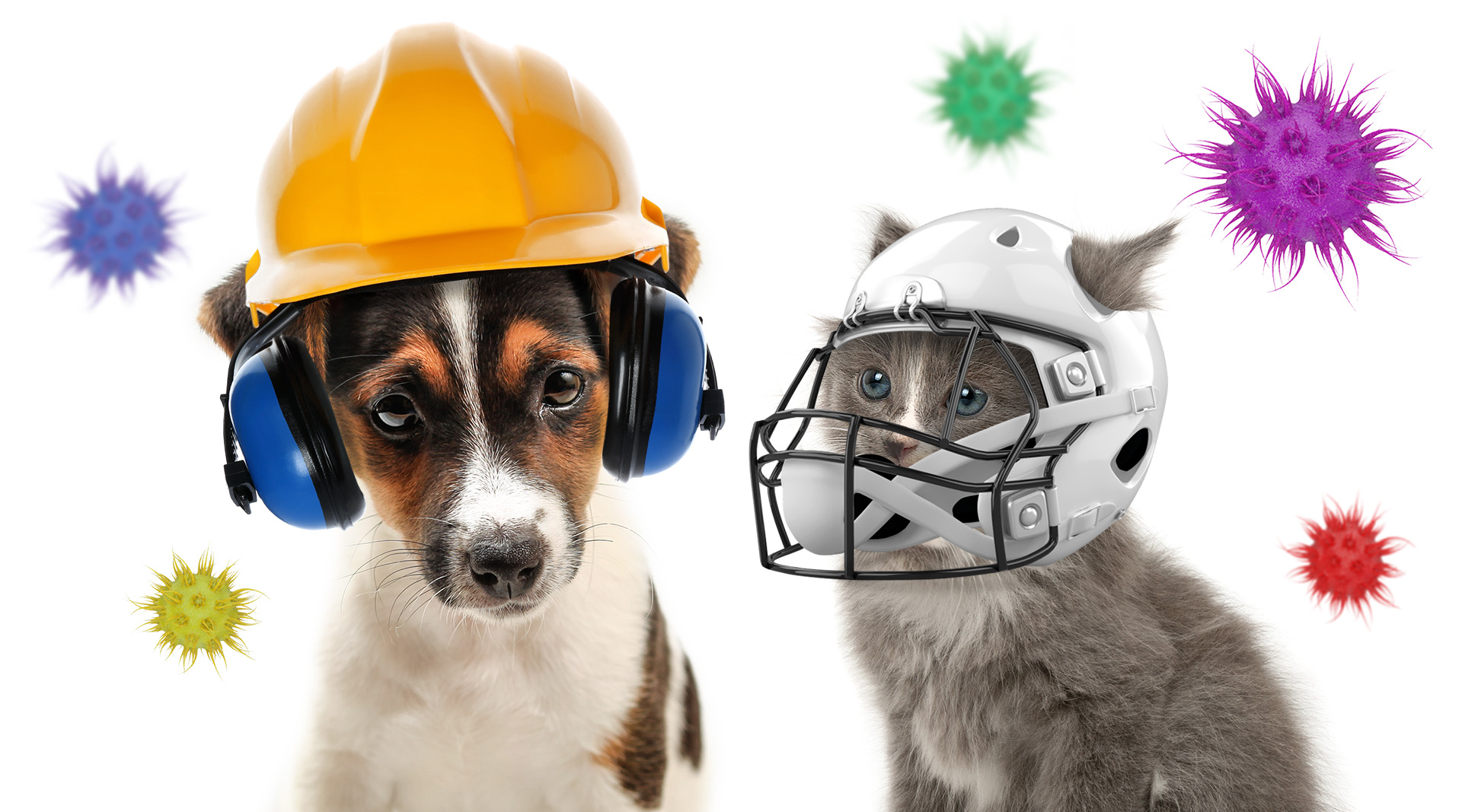 Cómo fortalecer las defensas de perros y gatos