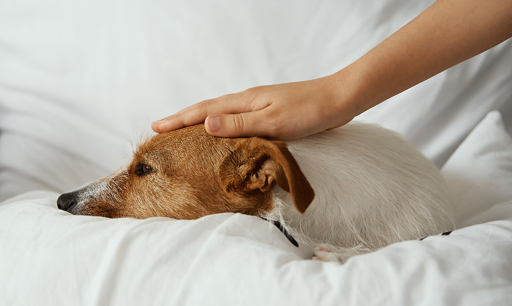 Cómo puedo saber si las defensas de mi perro o mi gato están bajas