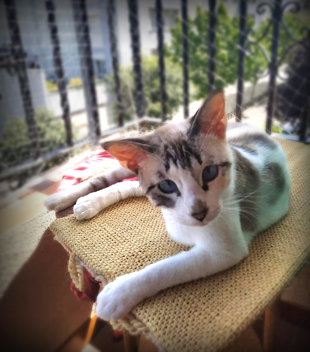 Acción Social gatita cepo 4