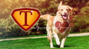 Los beneficios de la Taurina en los perros