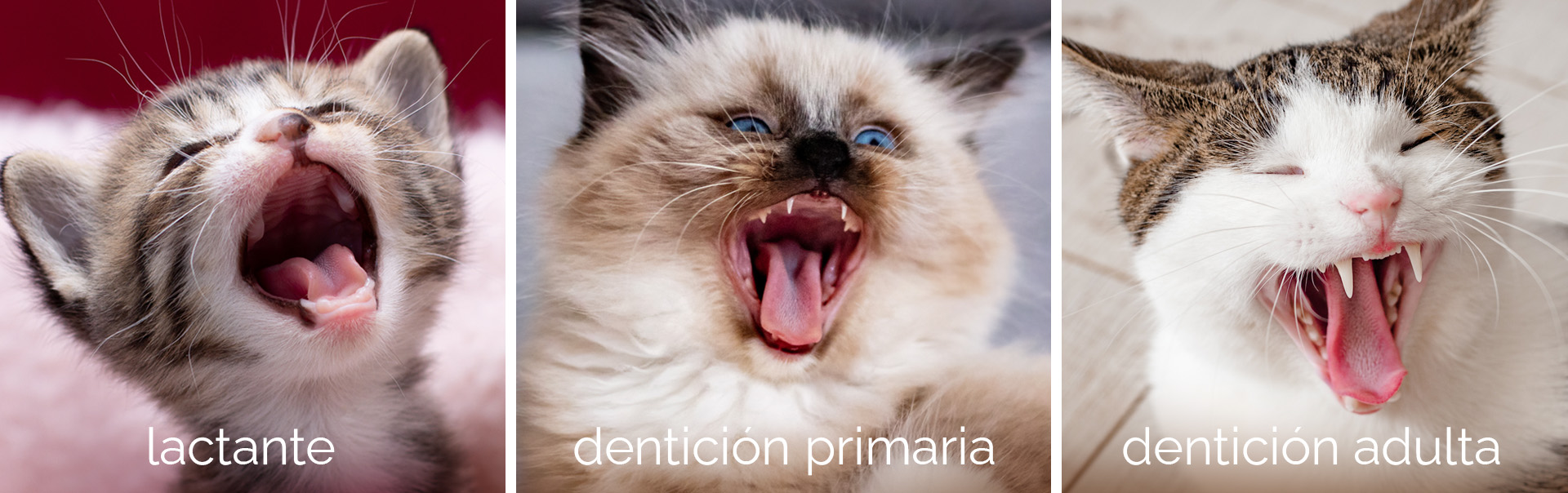fases dentición de los gatos