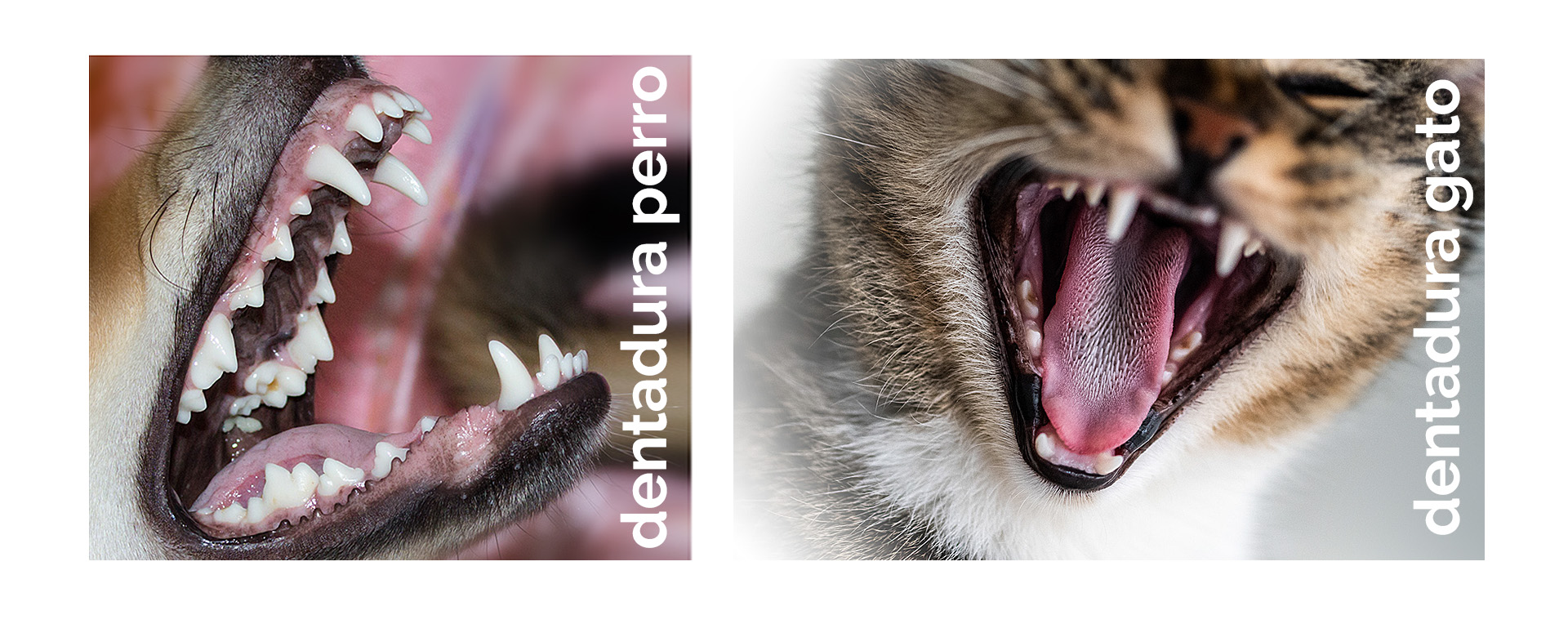 diferencias dientes perros y gatos