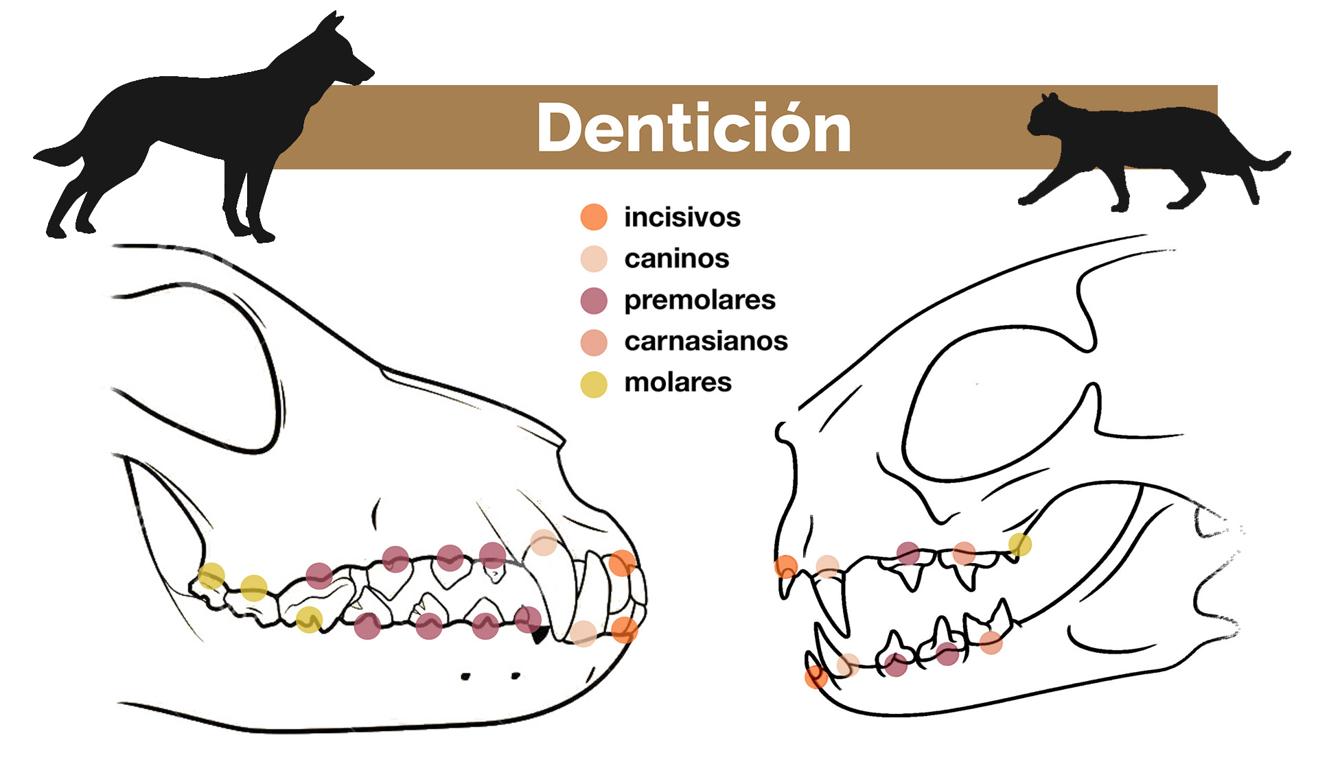 dientes de gatos y perros