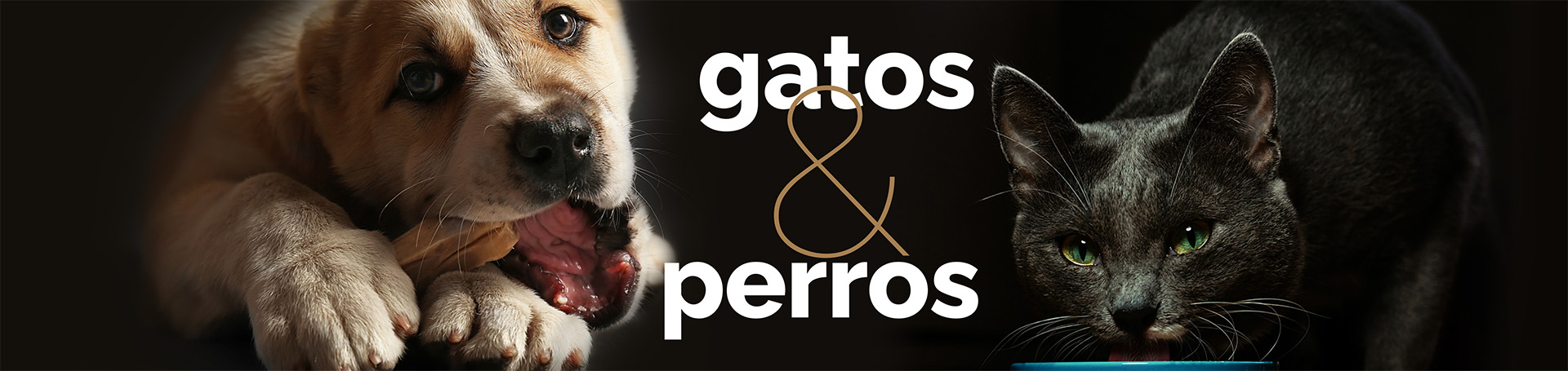 diferencias alimenticias entre gatos y perros