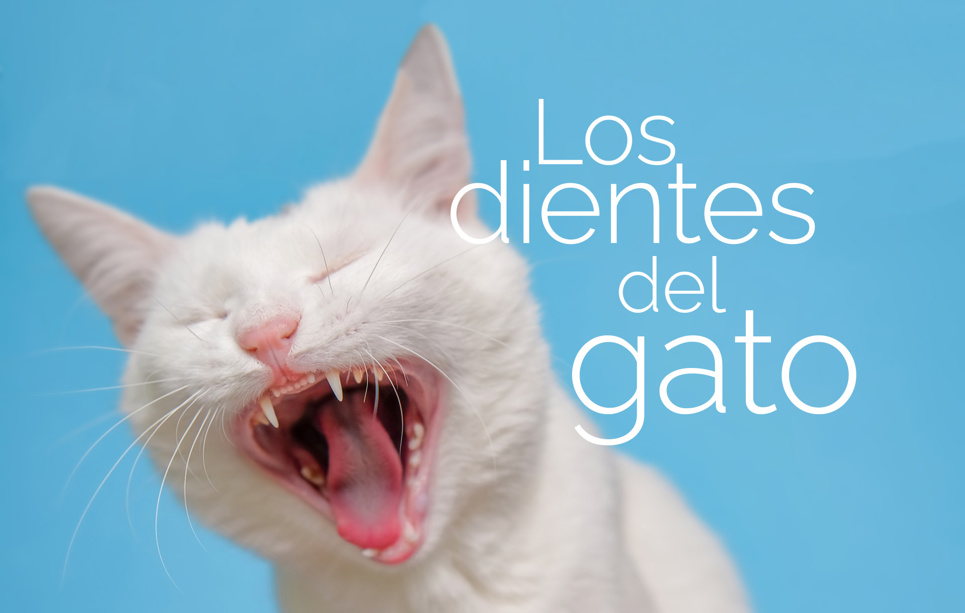 los-dientes-del-gato