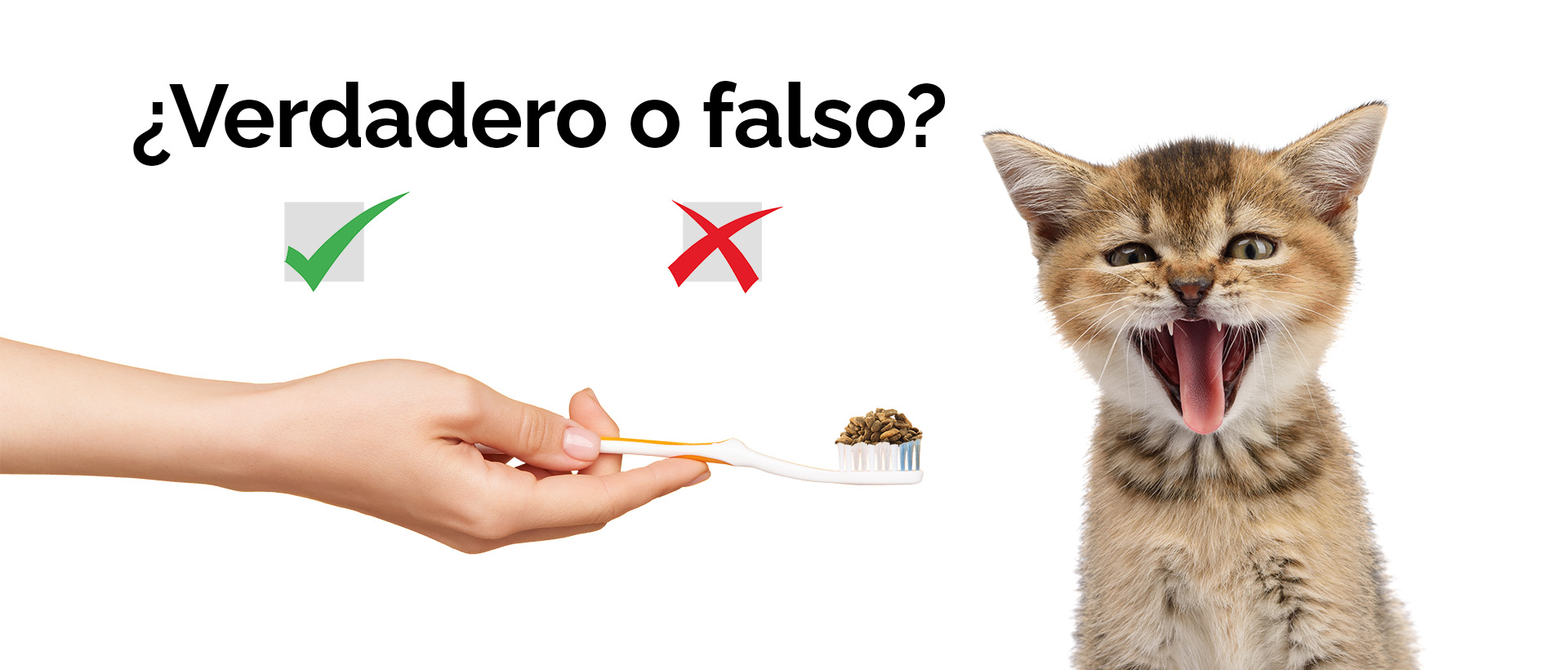 mitos sobre los dientes de los gatos