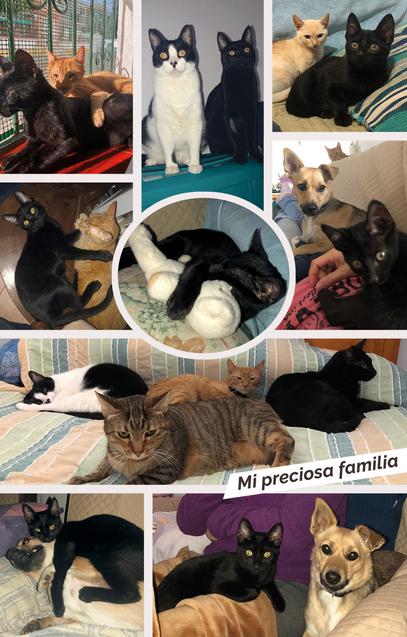 Familia Bagueera Acción Social Comunidad Feral
