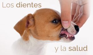 Las enfermedades dentales en los perros y sus síntomas