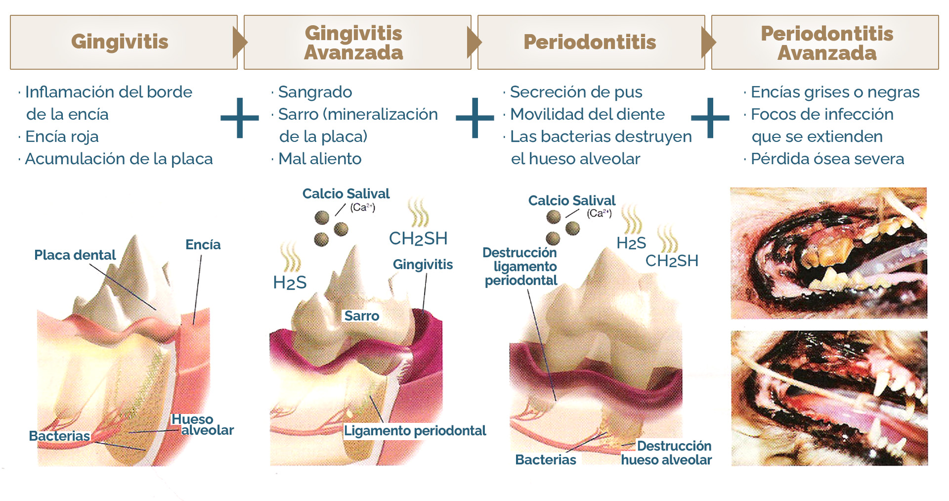 El proceso de la enfermedad periodontal en perros