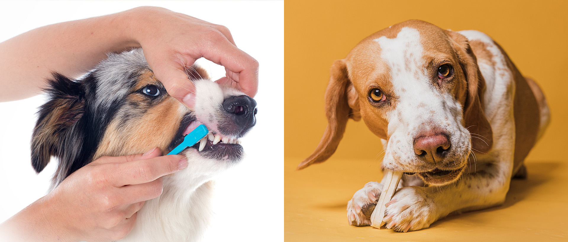 higiene dental en perros