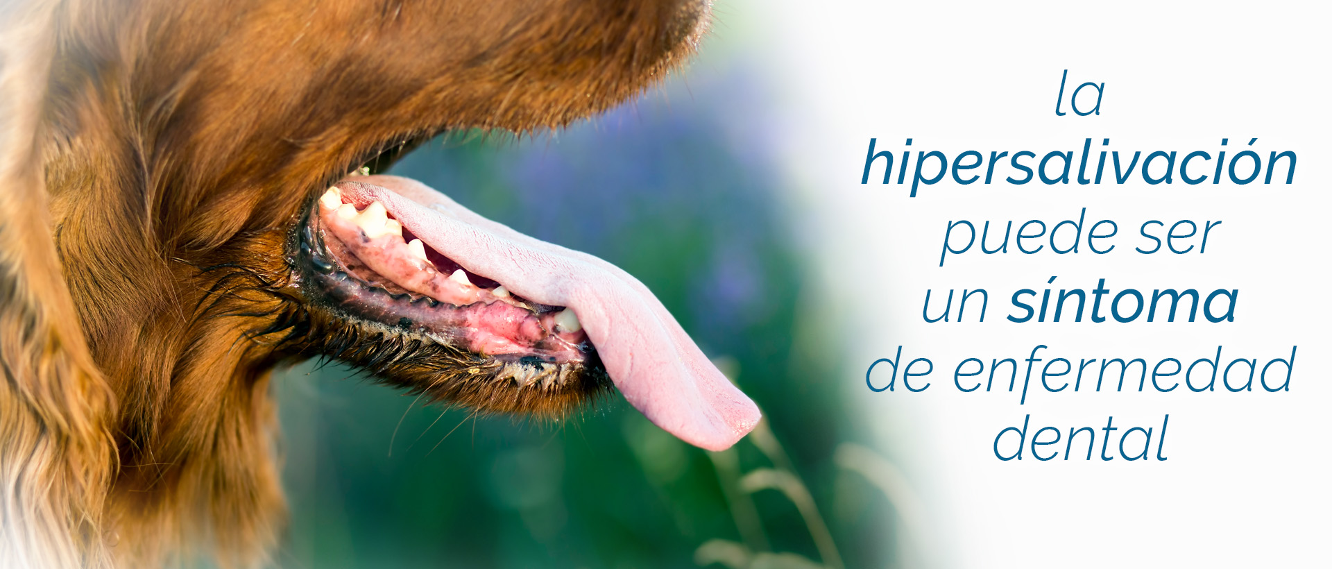 La hipersalivación en perros puede ser un síntoma de enfermedad dental