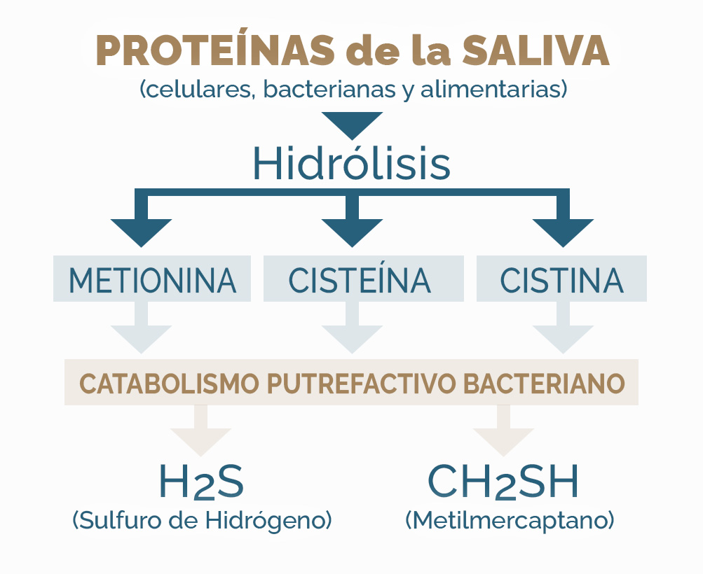 Catabolismo putrefactivo bacteriano de la boca de los perros: el mal aliento