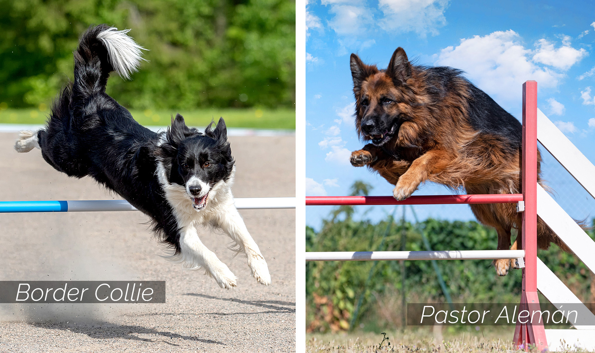 Razas de perros Agility