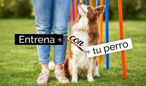 Entrenamiento Agility para perros: unidos y en forma