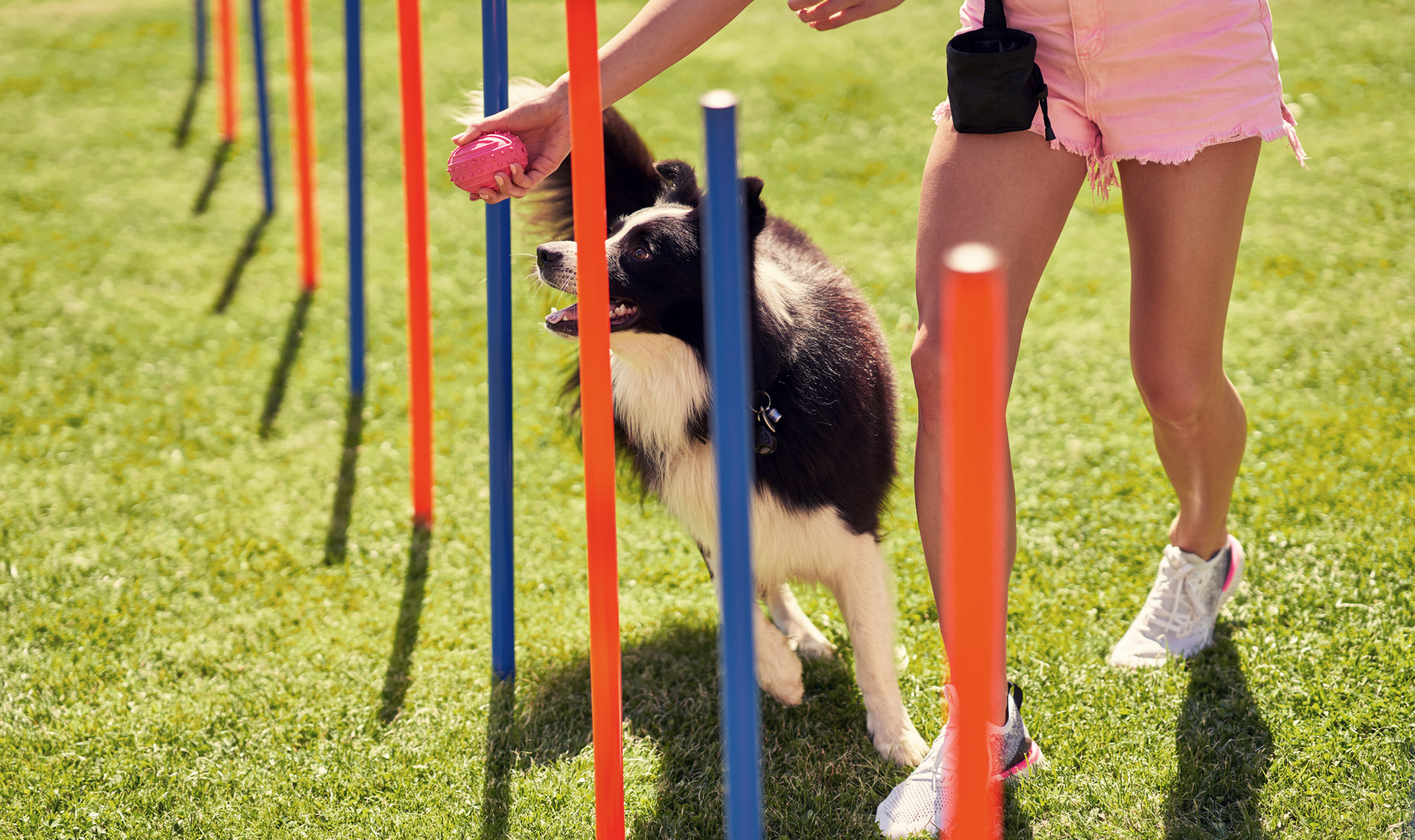 pasos para entrenar agility con tu perro