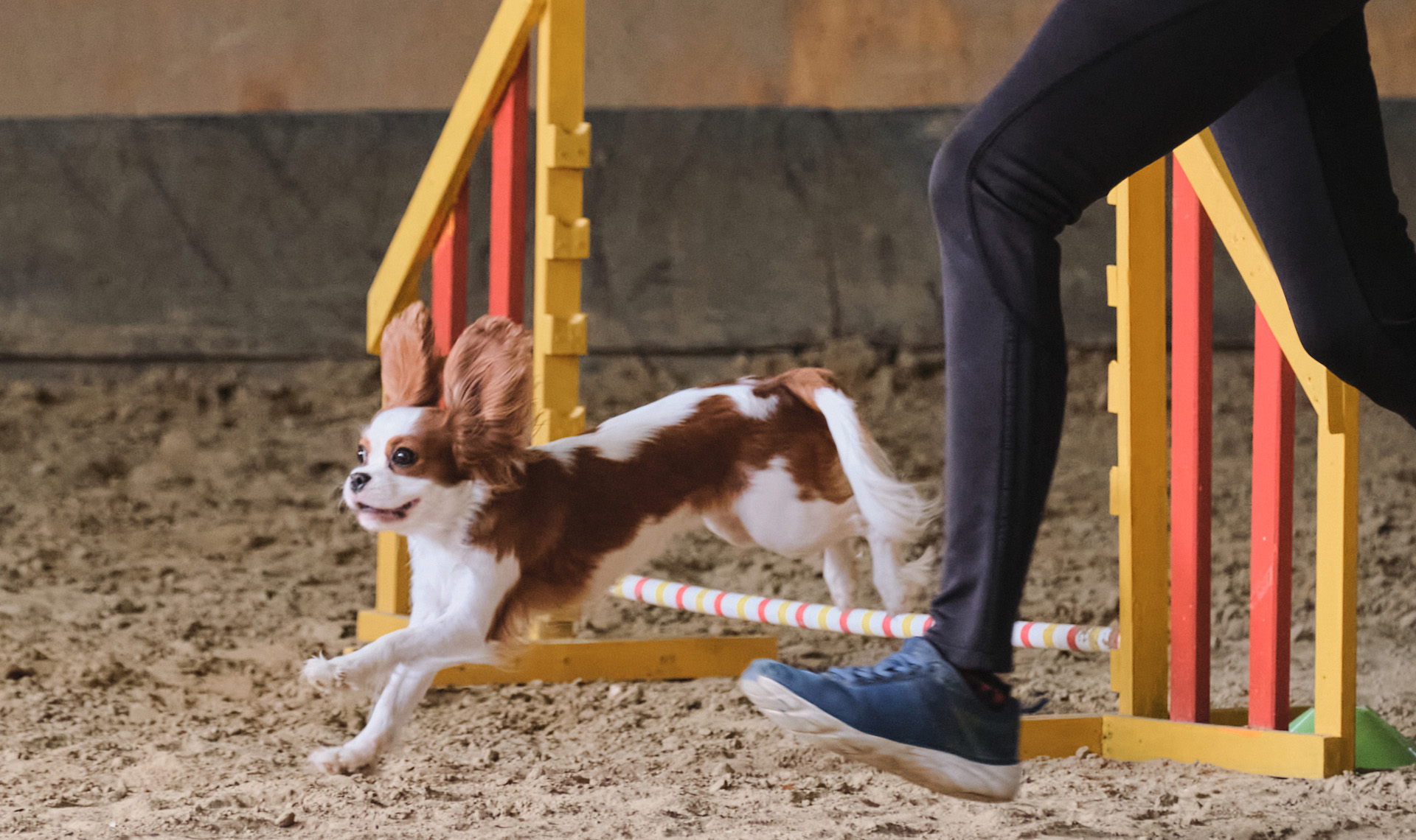 su aspecto Cusco Entrenamiento AGILITY para perros: más unidos y en forma - Ka Salud Integral by Feral su aspecto Cusco Entrenamiento AGILITY para perros: más unidos y en forma - Ka Salud Integral by Feral