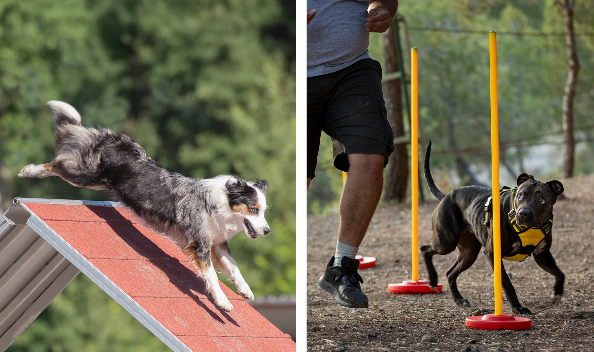 su aspecto Cusco Entrenamiento AGILITY para perros: más unidos y en forma - Ka Salud Integral by Feral su aspecto Cusco Entrenamiento AGILITY para perros: más unidos y en forma - Ka Salud Integral by Feral