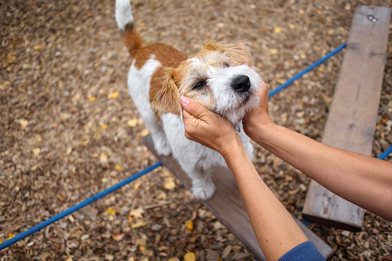Agility refuerza el vínculo con tu perro