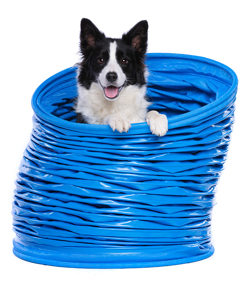En Agility, el perro debe conocer los elementos del circuito