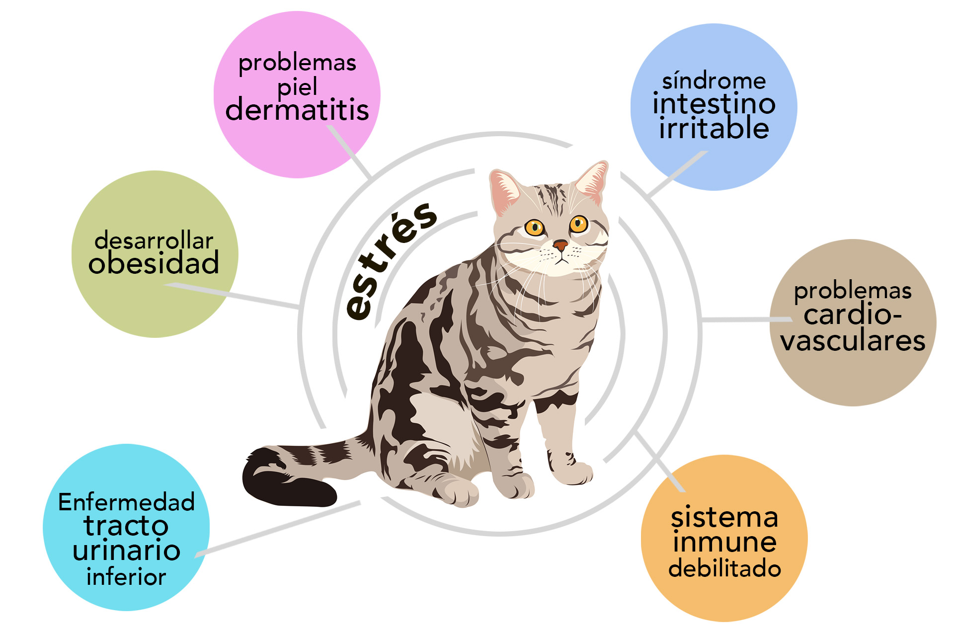 efectos del estrés en los gatos