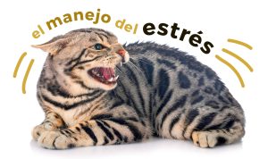la importancia del manejo del estrés en gatos