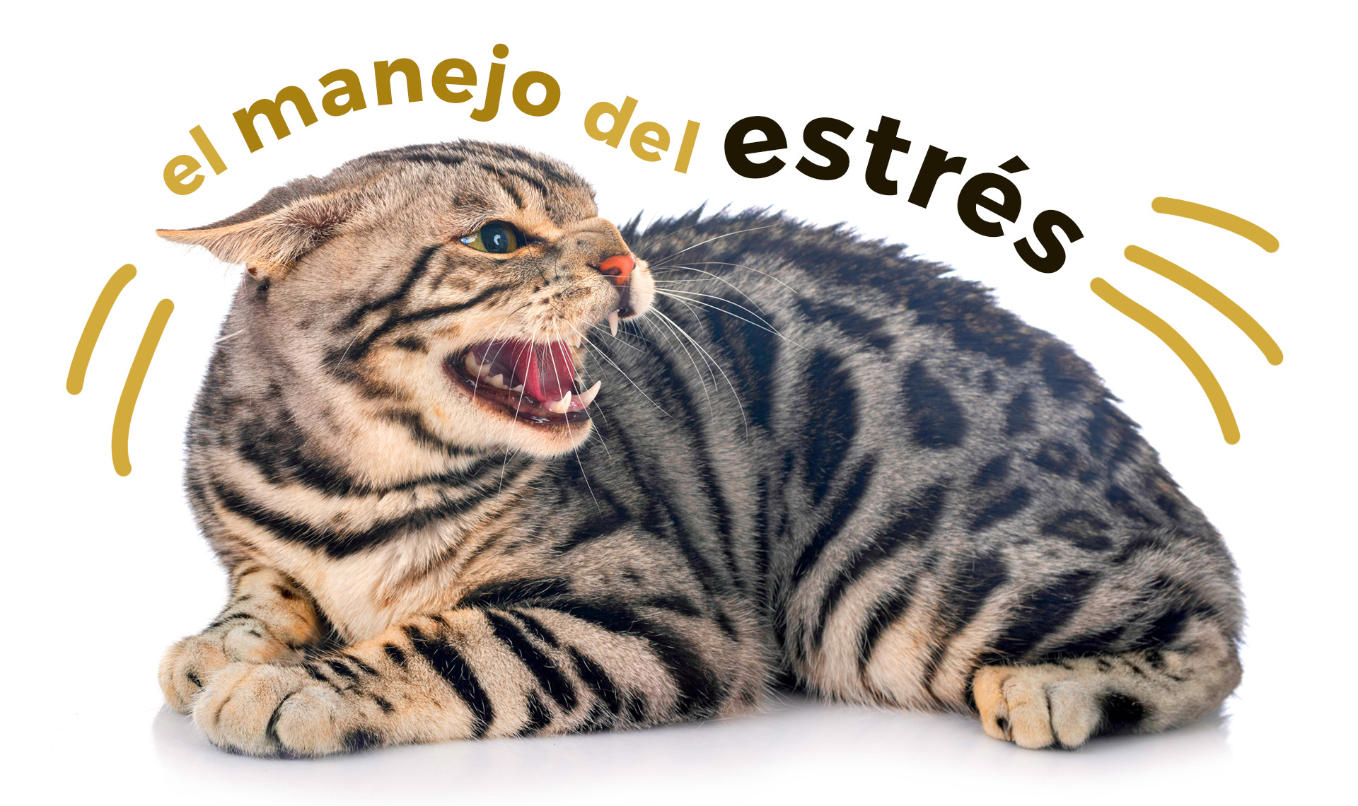 la importancia del manejo del estrés en gatos