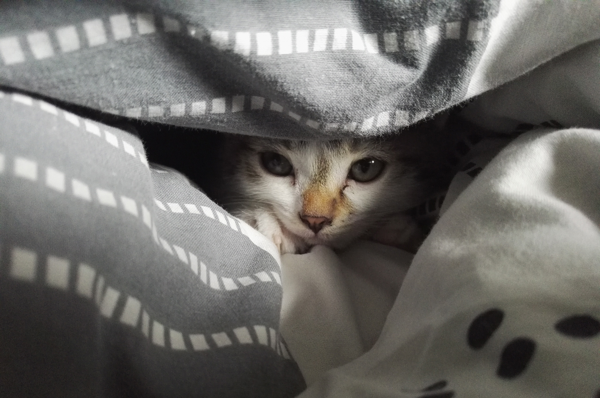 gato escondido por estrés