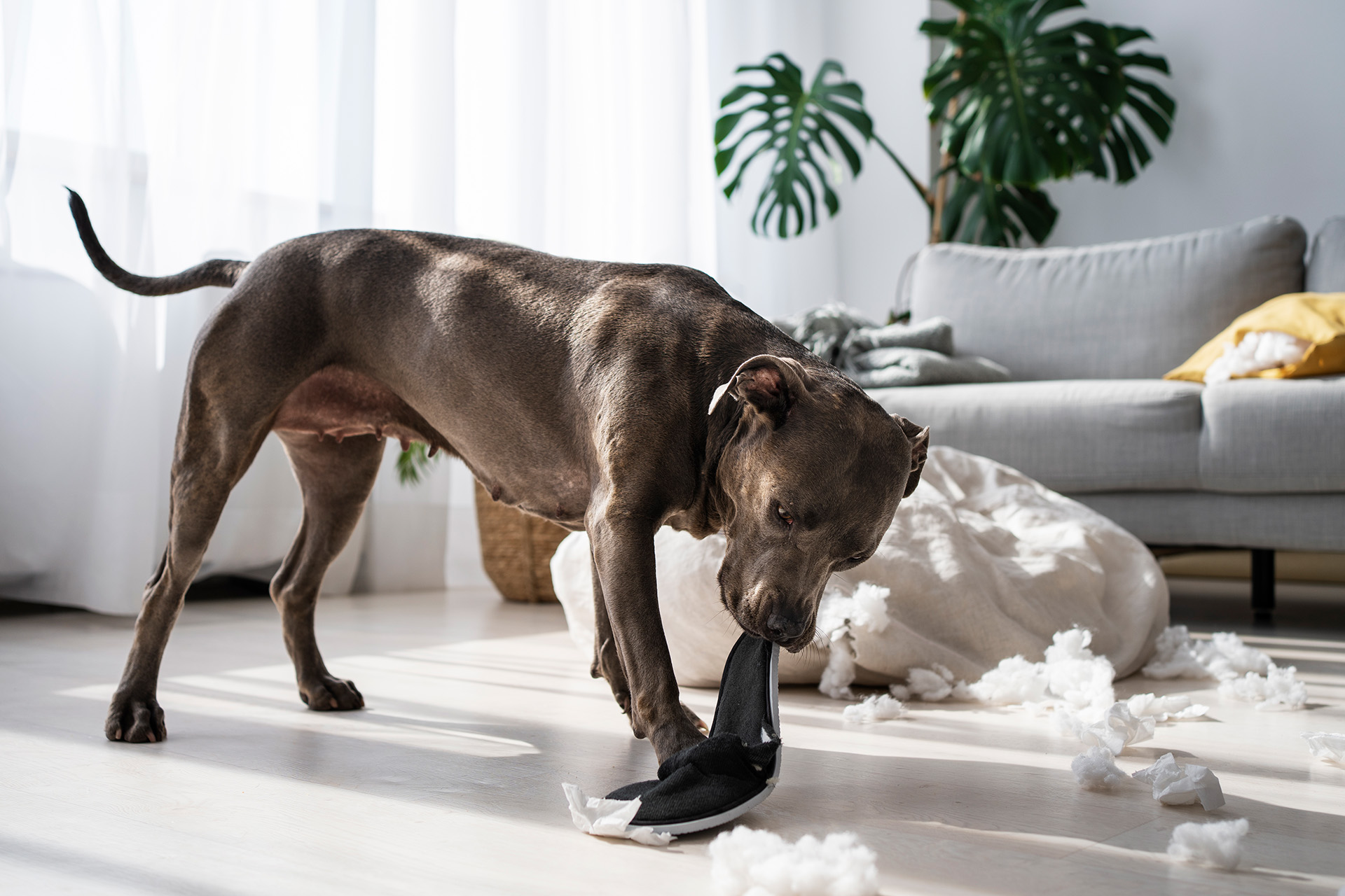 comportamiento destructivo por ansiedad en perros