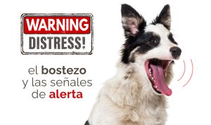 el bostezo en perros por estrés