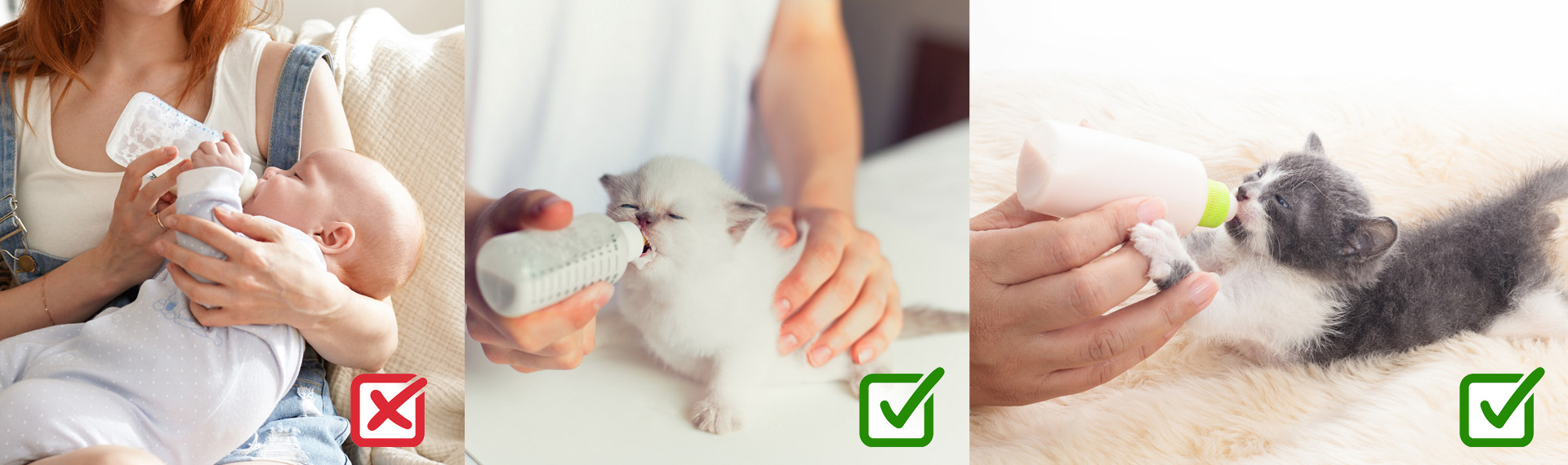 Cómo dar el biberón a un gatito recién nacido