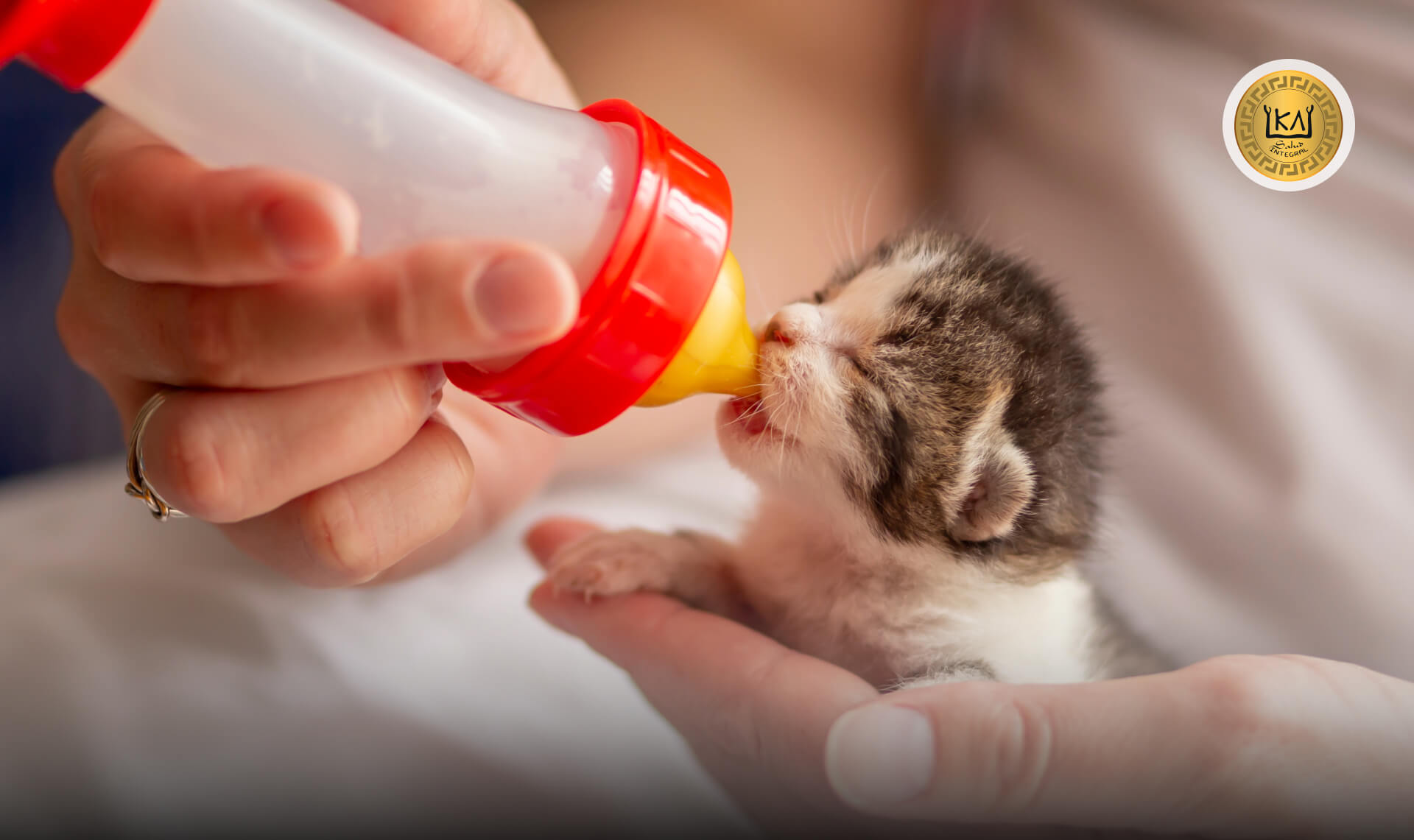 Como cuidar y alimentar a gatitos recién nacidos