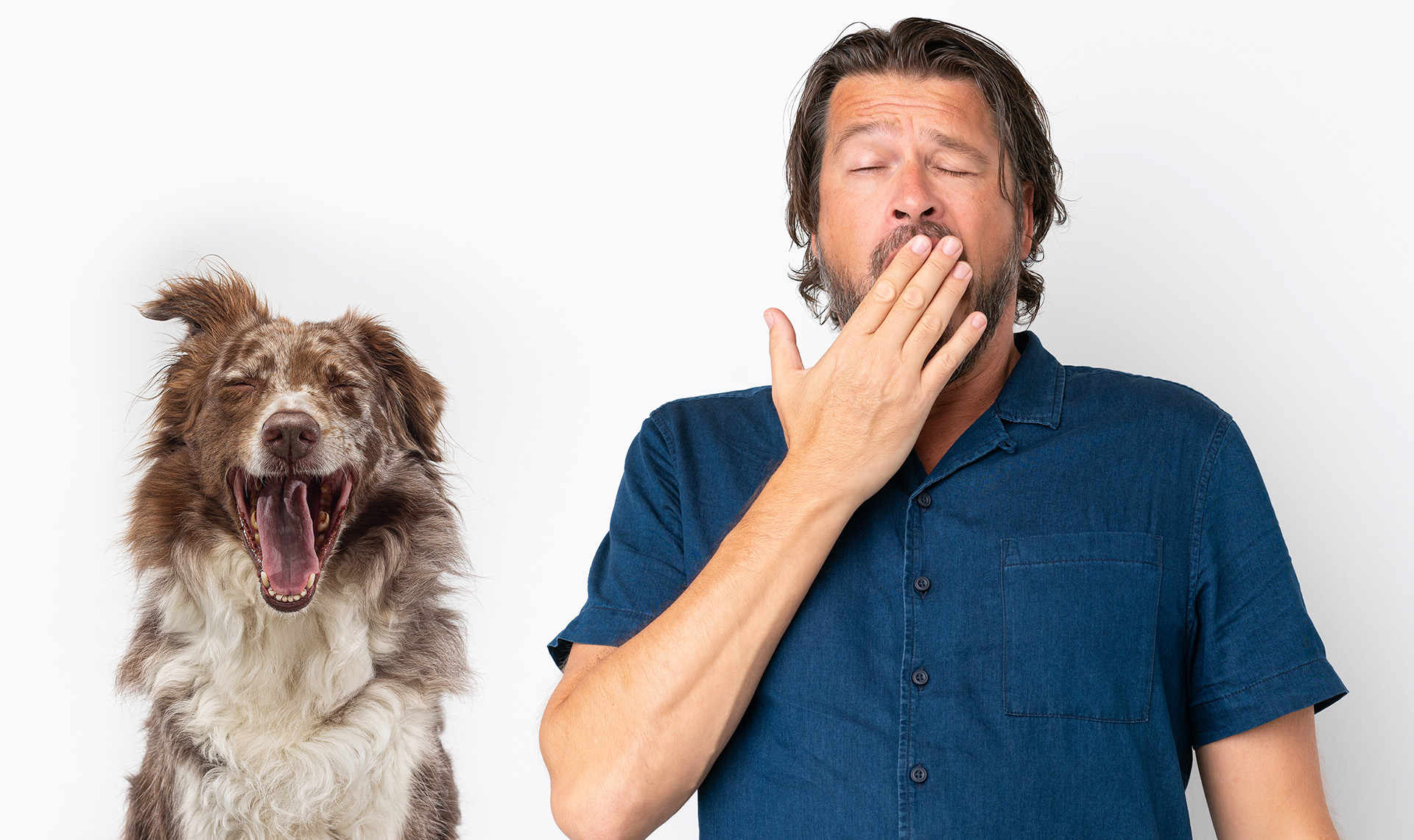 los perros se contagian del bostezo humano cuando hay un vínculo