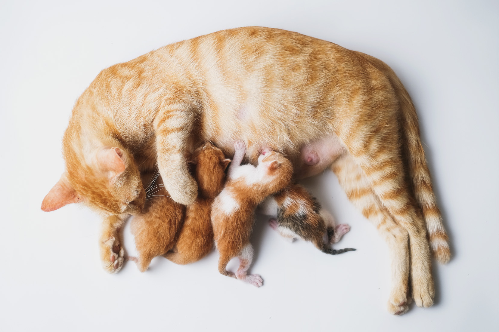 madre gata amamantando bebés gatitos. Como alimentar a gatitos recién nacidos.