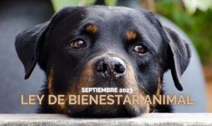Nueva ley de bienestar animal