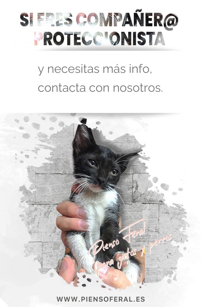 Mejor pienso para gatos de colonias