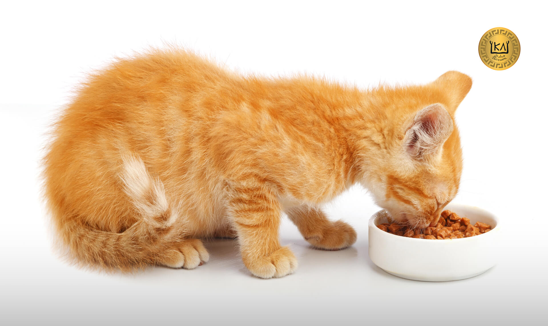Nutracéuticos en veterinaria: El papel de los ácidos grasos en animales