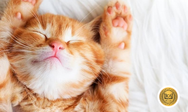 medicina preventiva en animales