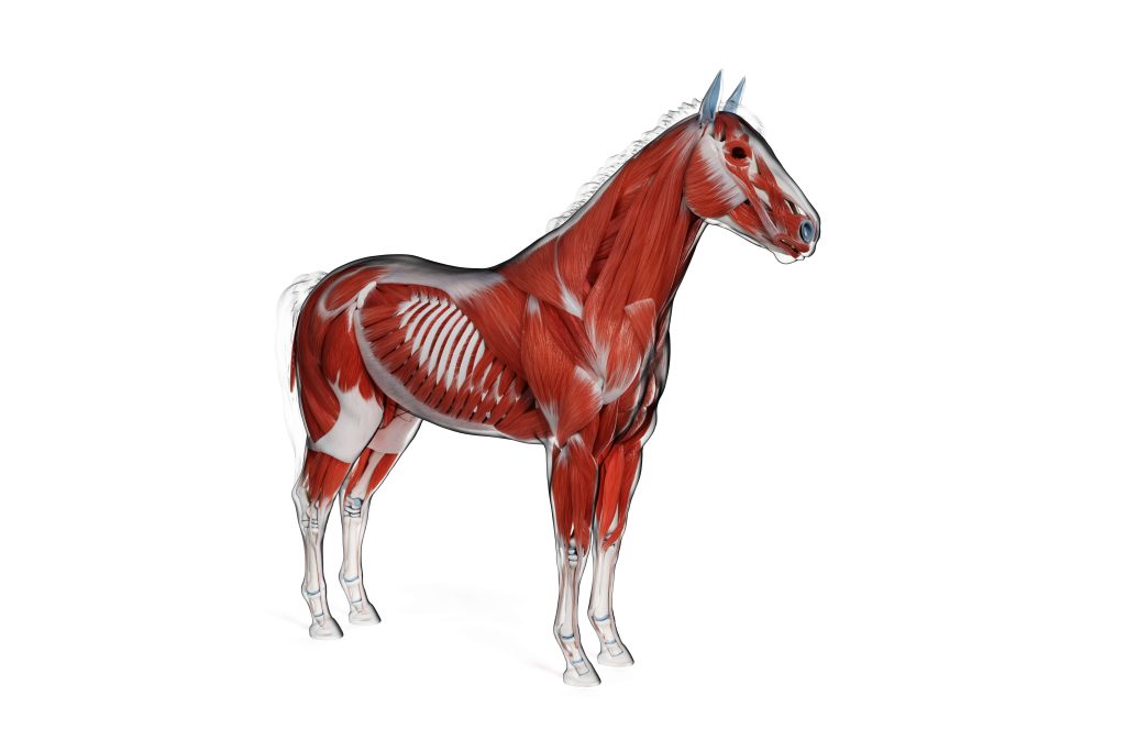Nutrición Innovadora: Carne de caballo
